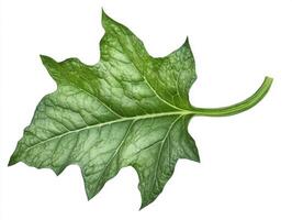 Close-up of a green leaf showcasing detailed texture and veins photo