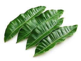Green leaves arranged neatly on a white background photo
