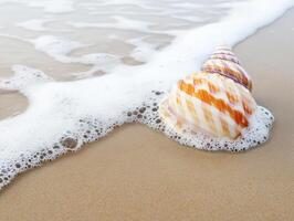 Shells resting on sandy beach with gentle ocean waves photo