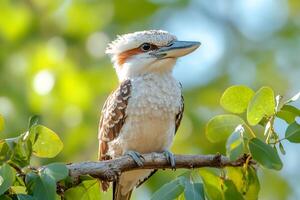 Laughing kookaburra perched on branch in eucalyptus tree photo