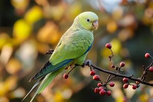 Monk parakeet perched on branch with red berries in autumn photo