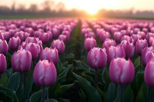 Pink tulips blooming in field at sunset creating stunning scenery photo