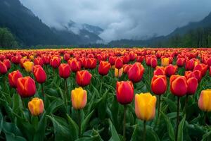 Red and yellow tulips blooming in a field with mountains and clouds photo