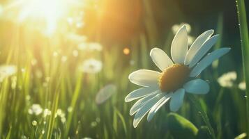 A daisy, with the sun shining brightly on it with a background of a green meadow. 13 photo