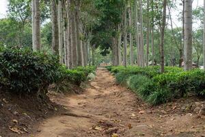 A dirt road or footpath in the middle of a green tea plantation with rows of shady trees. Tropical plantation scenery, perfect for tourism, relaxation, and ecotourism. photo
