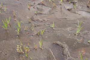 Wet mud texture with puddles and small plants in a swamp. Natural background with damp soil. Concept of ecology, environment, and natural habitat. photo