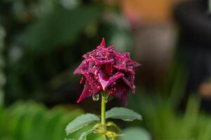 A close-up of a rich, dark red rose with delicate water droplets on its velvety petals. Fully bloomed, the flower stands against a softly blurred background of green leaves and stems photo