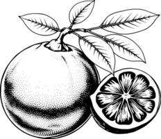 Detailed Ink Drawing Of A Grapefruit With Leaves And A Sliced Segment vector