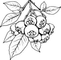 Line Art Drawing Of A Cluster Of Blueberries On A Branch With Leaves vector