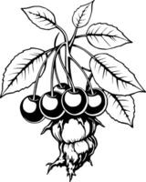 Elegant Black And White Illustration Of Cherries On A Branch With Detailed Leaves And A Unique Stem vector