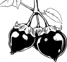Cluster Of Dark Eggplants Hanging From Branch Ink Drawing vector