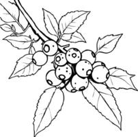 Detailed Line Drawing Of A Branch With Cluster Of Berries And Leaves vector