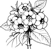 Detailed Line Art Drawing Of A Raspberry Branch With Lush Berries And Leaves vector