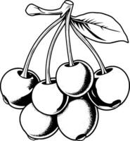 A Cluster of Pink Cherries on a Branch with a Single Leaf vector