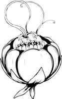 Intricate Line Drawing Of A Unique Flower Bud With Swirling Stems vector