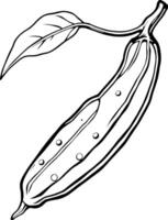 Line Drawing Of A Single Luffa Gourd With Attached Leaf vector