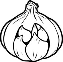 A Detailed Line Drawing Of A Single Bulb Of Garlic Showing Several Cloves Within vector