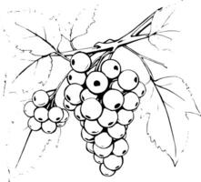 Line Drawing Of White Currants On A Branch With Leaves vector