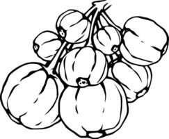 Cluster of Black and White Hand-Drawn Gooseberries on a Branch vector