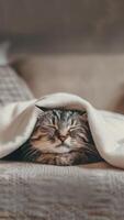 A fluffy cat is peacefully sleeping under a cozy white blanket, with its eyes gently closed and a serene expression on its face. photo