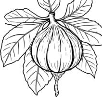 Detailed Line Drawing Of A Single Ripe Fig With Lush Leaves vector