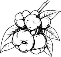 A Detailed Line Drawing Of Rose Apples On A Branch With Lush Leaves vector