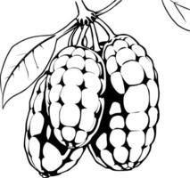 Cluster Of Three Black And White Illustrated Noni Fruits Hanging From A Branch With A Leaf vector