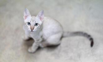 Cat striking contrast of a light brown mackerel tabby coat and piercing light green eyes draws our attention as a beautiful kitten looks our way.1 photo