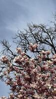 Blooming Magnolia Tree Against a Clear Blue Sky in Spring. An inspiring view of a vibrant magnolia tree in full bloom, set against a serene blue sky. The contrast between the blossoms and the bare branches enhances its beauty, symbolizing nature's cycles. photo