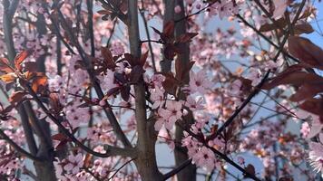 Delicate Pink Blossoms on Cherry Tree Branches Captured During a Sunny Day. Beautiful pink blossoms adorn the branches of a tree under direct sunlight, creating a serene and vibrant natural scene. photo