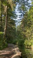 Tranquil Forest Path Alongside a Clear Reflective Stream in Summer photo