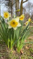 Close-Up of Vibrant Yellow Daffodils in a Sunny Springtime Garden. Bright yellow daffodils in a garden setting herald the arrival of spring. photo