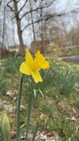 Bright Yellow Daffodils in Bloom in a Natural Outdoor Setting. Vertical close-up photography of vibrant daffodil blooms surrounded by green foliage on a sunny day photo