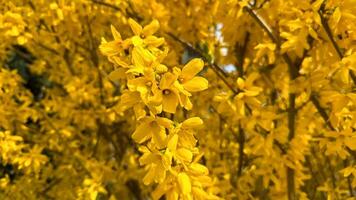 Vivid Yellow Forsythia Blossoms Captured in Full Bloom During Spring Season. A vibrant display of bright yellow forsythia flowers in bloom, symbolizing the arrival of spring. photo