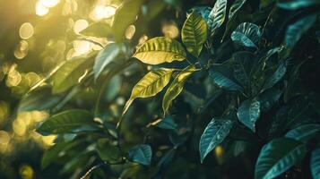 Lush green leaves illuminated by warm sunlight, creating serene and natural atmosphere with soft bokeh in background photo