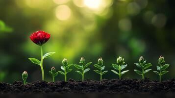 a row of flower plants in different growth stages. photo