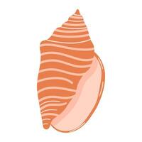 Beautiful shell found on the beach during sunset with vibrant colors and unique patterns vector