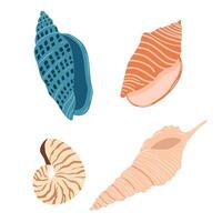 Various colorful seashells arranged in a visually appealing display on a white background vector