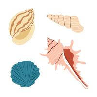 Various sea shells showcasing unique shapes and colors found along the shore vector