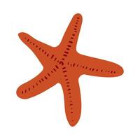 Unique starfish displaying vibrant orange color on a white background vector