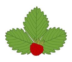 Red wild strawberry berry on green leaf background vector
