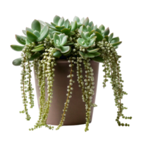 A string of pearls succulent with cascading bead-like leave png