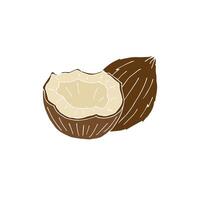 Hand drawn sketch coconuts vector