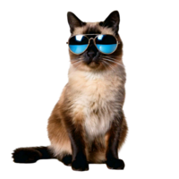 A Siamese cat with mirrored aviators and a cool attitude. png