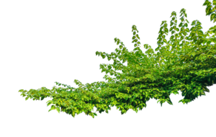 Green hanging vine branch with leaves on background, green lvy tree frame on transparent background, png