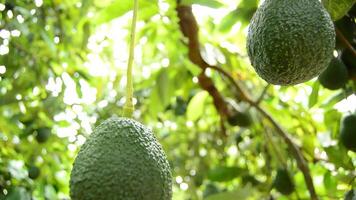 Avocados hass in tree tilt video