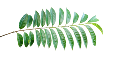 a green leaf on a branch with a transparent background, Isolated wood apple tree with green leaves on a background, Green fern leaf isolated on background, png