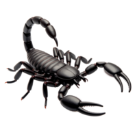 A formidable black scorpion stands ready with its claws isolated on transparent background png