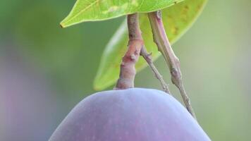 Peduncle in a ripe mango hanging in a mango tree video