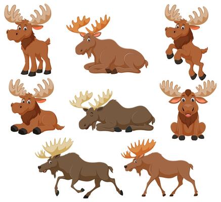 Eight cartoon moose in various poses, ideal for naturethemed designs, childrens illustrations, wildliferelated projects, and quirky brand visuals.